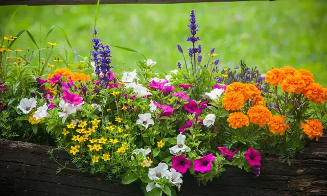 Un pot de **plante plein soleil** débordant de fleurs colorées : pétunias roses et blancs, œillets d'Inde orange vif et petites fleurs jaunes.