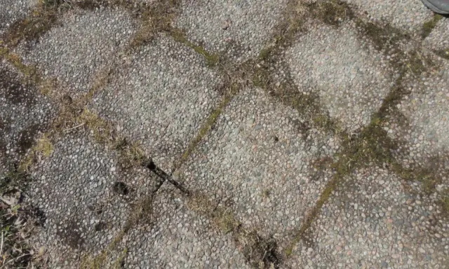 Grå stenplattor med mossa mellan fogarna. Ett klassiskt husmorstips för att ta bort mossa på stenplattor kan behövas här.