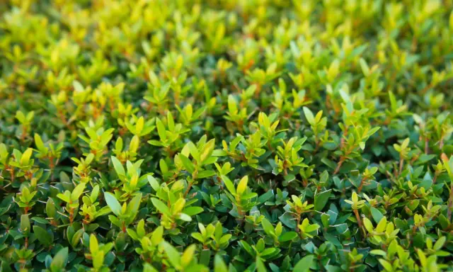 Gros plan sur un buisson de myrte en pleine croissance, ses feuilles vertes vives promettent une floraison éclatante. L'entretien de ce myrte fleurie est essentiel pour sa beauté.