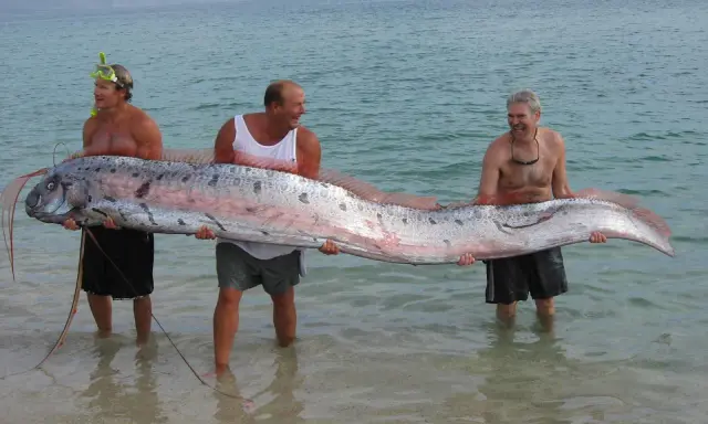 Tre uomini sorridono mentre tengono un pesce remo, un pesce che potrebbe far pensare a qual è il pesce più grande del mondo.