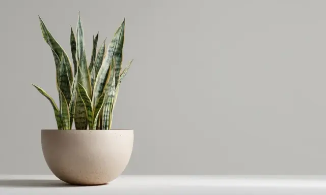 Planta lengua de suegra en maceta beige. Sus hojas verdes y amarillas apuntan hacia arriba, perfectas para interiores.