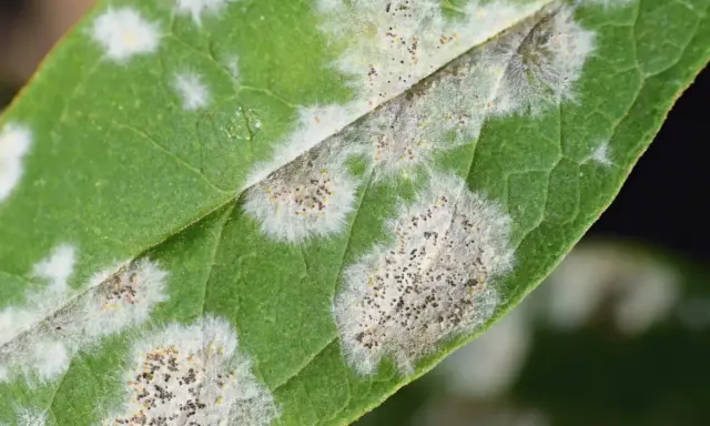 Feuille verte recouverte de taches blanches et grises, signe d'une maladie de l'arbre. Des points sombres parsèment les zones atteintes.