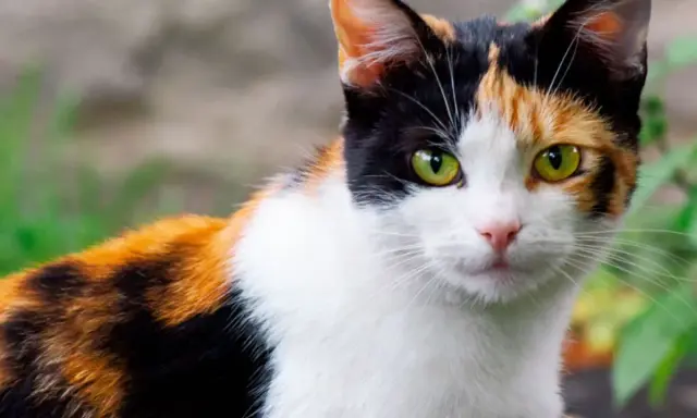 Gatto tricolore, un vero calico, con occhi verdi penetranti. Il suo manto è un mix di bianco, nero e arancione, un vero significato di bellezza felina.
