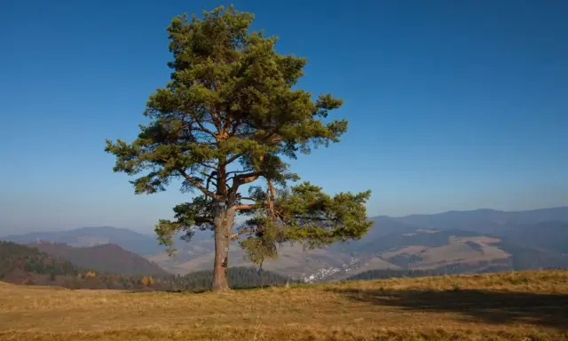 Samotna sosna na wzgórzu w Małych Pieninach, z widokiem na dolinę i pasma górskie w oddali.