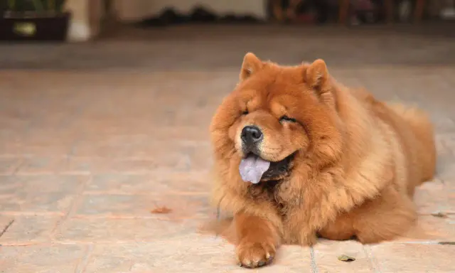 Puszysty chow chow z językiem na wierzchu leży na płytkach, wyglądając na zrelaksowanego i szczęśliwego.