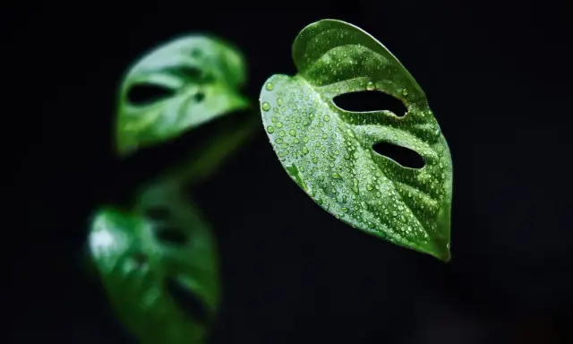 Kiedy monstera płacze, jej liście pokryte kroplami wody wyglądają jak łzy.