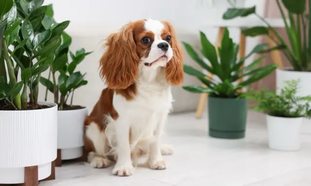 Uroczy piesek Cavalier King Charles Spaniel siedzi wśród roślin doniczkowych. Czy fikus jest trujący dla psa? Warto to sprawdzić, zanim piesek zacznie się bawić.