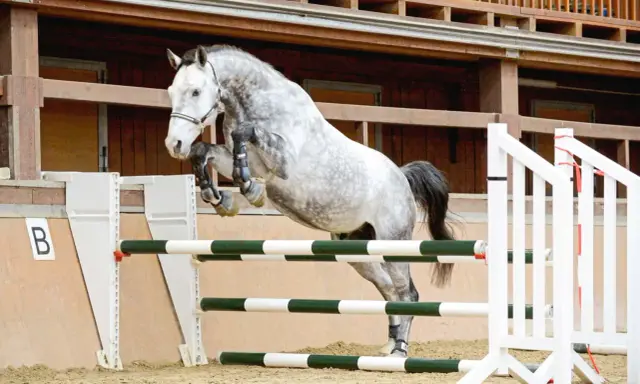 Graues Pferd springt über Hindernisse im Freispringen Aufbau.