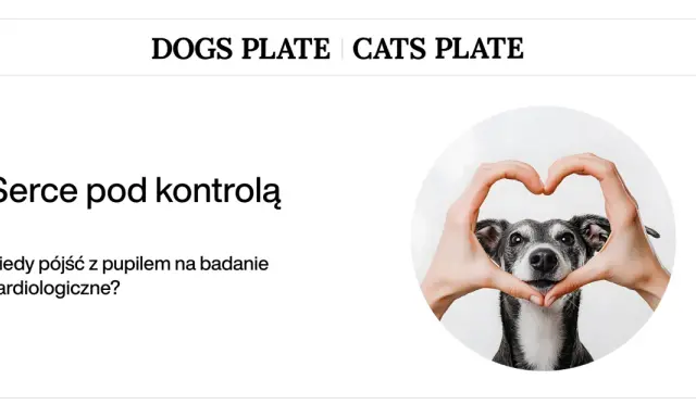 Pies z sercem uformowanym dłońmi. Kiedy pies ma serce pod kontrolą i potrzebuje badania kardiologicznego?