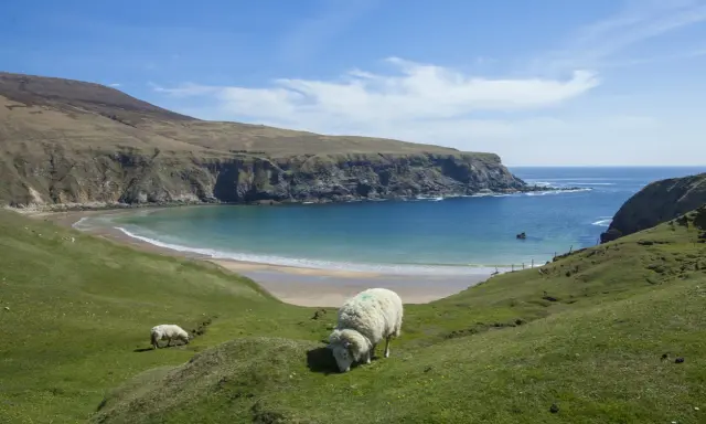 Får betar på en grön kulle med utsikt över en turkos vik och klippor. Kanske en dröm om att flytta till Irland?
