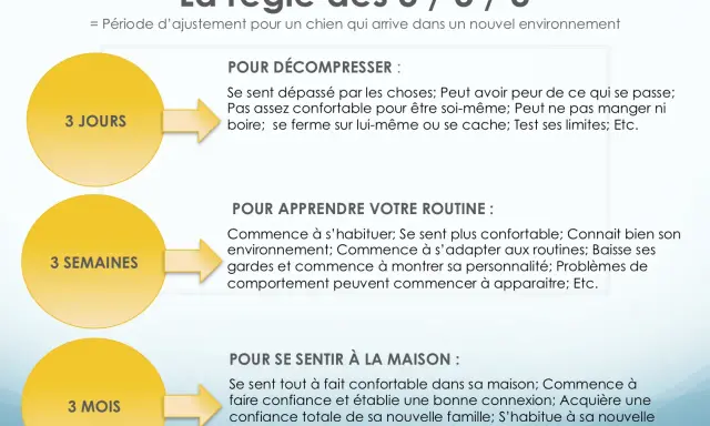 La règle des 3/3/3 : période d'ajustement pour un chien. 3 jours pour décompresser, 3 semaines pour apprendre la routine, 3 mois pour se sentir à la maison.
