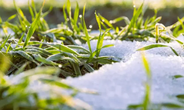 Herbe verte givrée sous la neige, rappelant l'entretien hivernal des campanules.