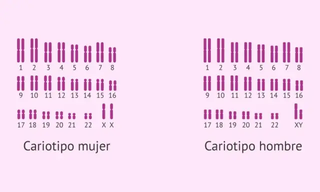 Cariotipo humano real: cromosomas femeninos (XX) y masculinos (XY) organizados por pares.