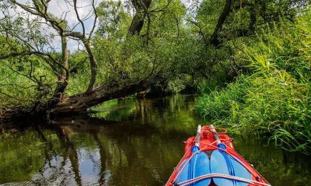 Płyniesz kajakiem przez malownicze Kaszuby. Zielone, bujne drzewa i trzciny tworzą naturalny tunel, a woda odbija ich piękno. Idealne kajaki Kaszuby trasy czekają na odkrycie.