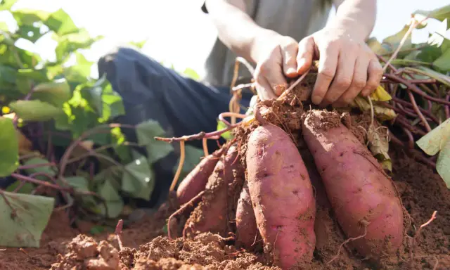 Mains déterrantes des patates douces fraîchement récoltées. Le sol brun est meuble autour des tubercules violets.