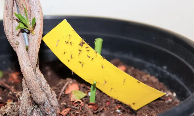 Un piège jaune collant est couvert de mouches de terreau, signe d'une infestation dans le pot de la plante.