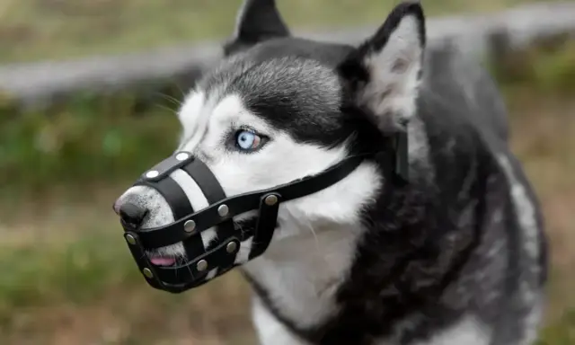 Siberian Husky z niebieskimi oczami w skórzanym kagańcu. Czy kaganiec jest obowiązkowy dla tego pięknego psa?