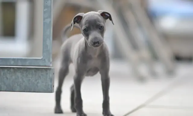 Un adorable chiot lévrier italien, tout gris, regarde curieusement la caméra.