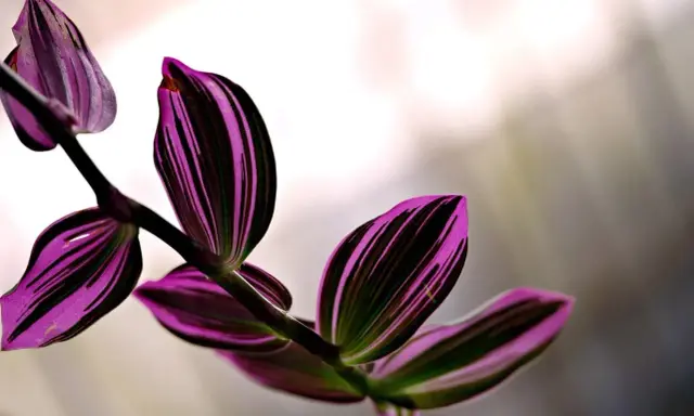 Hojas de tradescantia zebrina con vibrantes rayas púrpuras y verdes, con un tallo oscuro y un fondo desenfocado.
