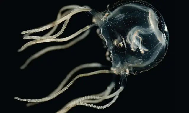 Una cubomedusa trasparente con tentacoli segmentati fluttua nell'oscurità. Dove si trova?