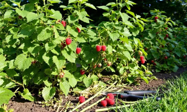 Un pied de framboisier bien garni de fruits rouges mûrs, prêt pour la récolte. Des ciseaux de jardinage sont posés à côté.