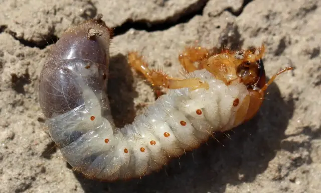Larve de hanneton, blanche et dodue, avec des points orange, se tortillant sur le sol sec. Elle est un habitant commun du compost.