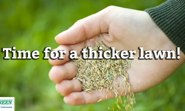 Hand holding grass seed, ready to overseed a lawn in spring for a thicker, greener yard.