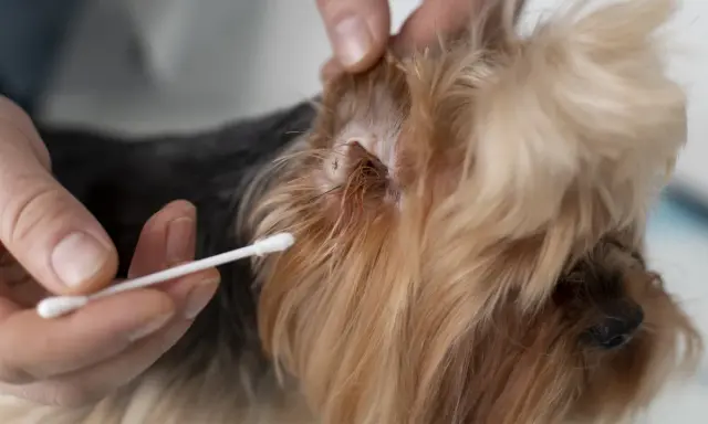 Main d'une personne tenant un coton-tige près de l'oreille d'un chien, où une tique est visible. Une solution à base de vinaigre peut aider à enlever la tique du chien.