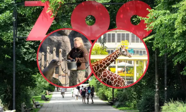 Wielkie czerwone litery "ZOO" nad alejką. W środku koła: pracownik karmi foki, żyrafa na tle budynku. To wspaniały dzień w zoo w Polsce!