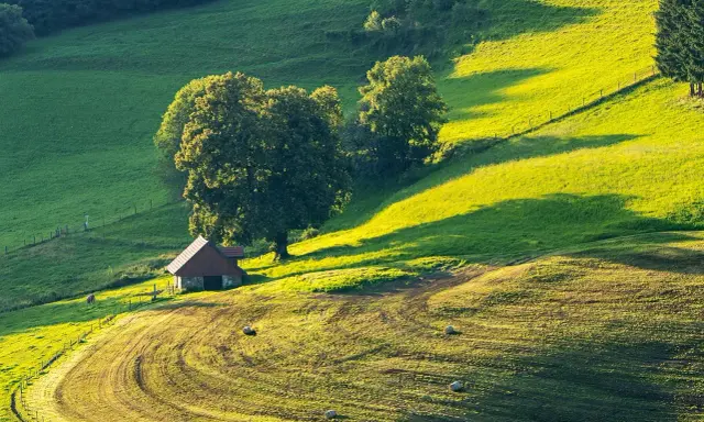 Działka siedliskowa z małym domkiem i drzewami, idealne miejsce na budowę domu.