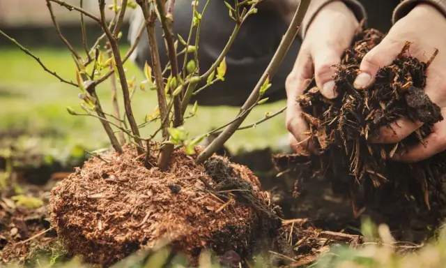 Ręce wsypują ziemię z korzeniami do dołka, przygotowując sadzenie borówki amerykańskiej.