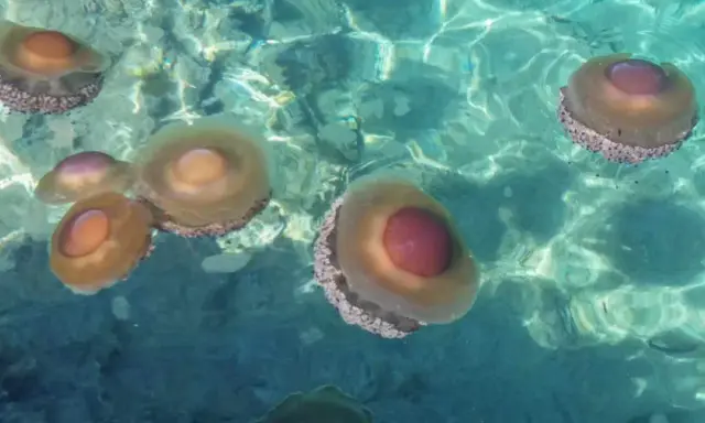 Un gruppo di meduse d'acqua dolce galleggia in acque cristalline, con i loro corpi traslucidi e ombrelloni colorati che riflettono la luce.