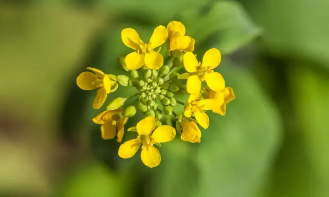 Grappe de petites fleurs jaunes vives, une fleur de moutarde éclatante sur fond vert flou.