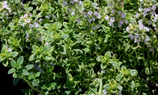 Gros plan sur un thym citron aux feuilles vertes et jaunes, parsemé de petites fleurs mauves.
