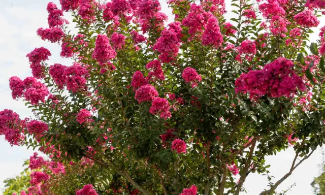 Un lilas des Indes en pleine floraison, ses grappes de fleurs roses vibrantes promettent un entretien facile pour un été coloré.