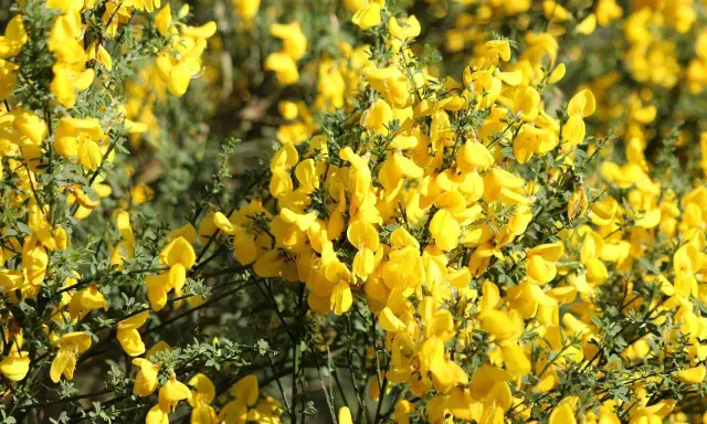 Gęsty krzew **ulex europaeus** obsypany jaskrawożółtymi kwiatami, tworzący słoneczny dywan.