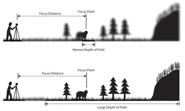 Illustrazione che mostra come la lunghezza focale influenzi la profondità di campo: un'immagine con messa a fuoco su un orso e sfondo sfocato (stretta profondità di campo) e un'altra con tutto nitido (ampia profondità di campo).