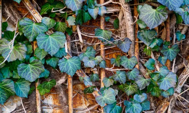Le lierre grimpant, avec ses feuilles en forme de cœur, s'enroule sur des supports rouillés. Attention, sa croissance peut être un danger pour les structures.