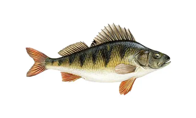 Okoń z charakterystycznymi ciemnymi pasami na grzbiecie i pomarańczowymi płetwami.