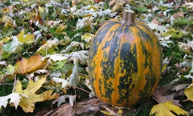 Courge Lady Godiva, striée d'orange et de vert, repose sur un tapis de feuilles d'automne.