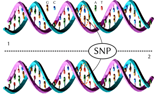 Dos hebras de ADN, una con una variación que representa un SNP (Polimorfismo de Nucleótido Único).