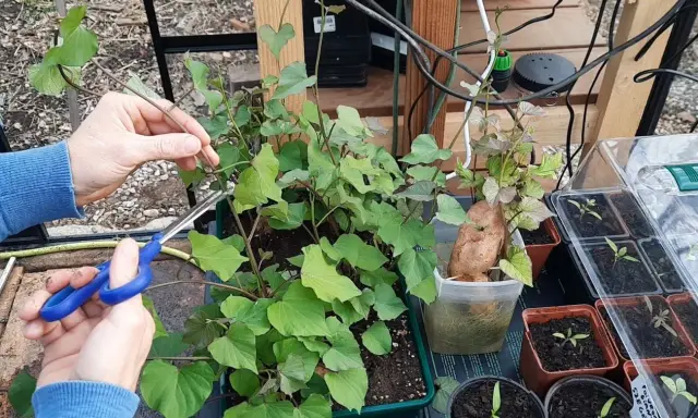 Des mains taillent des pousses de patate douce pour la culture. Une patate douce germée est visible à côté.