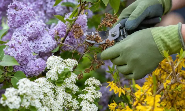 Mains gantées taillant des fleurs fanées sur des arbustes en fleurs. C'est le moment idéal pour savoir quand tailler les arbustes à fleurs.