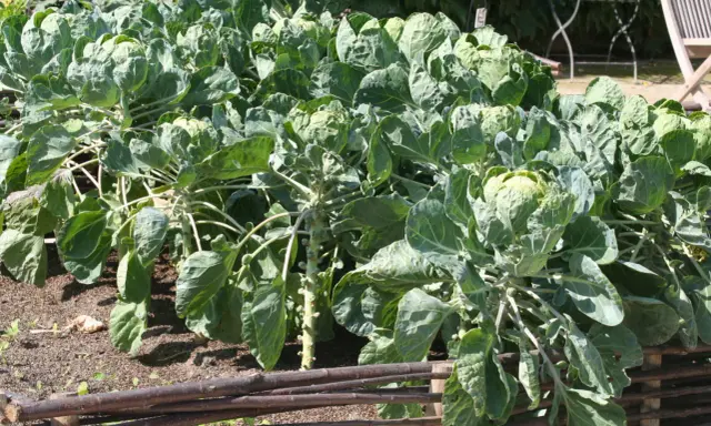 Une belle plantation de choux de Bruxelles, prêts à être récoltés. Les tiges épaisses portent de nombreuses petites têtes vertes.