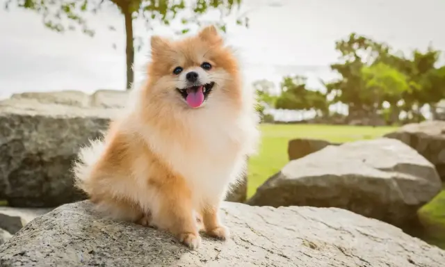 Un adorable spitz nain, joyeux et plein de vie, assis sur des rochers. Parfait pour découvrir les spitz nain avantages et inconvénients.