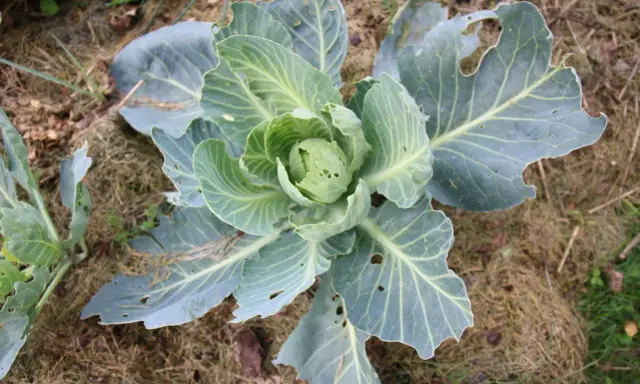Un chou vert, aux feuilles légèrement trouées, pousse sur un sol couvert de paille. On dirait une petite pyrite du chou prête à être récoltée.