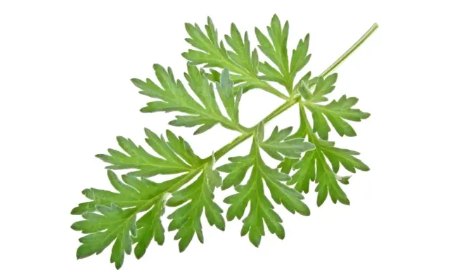 Une branche d'armoise aux feuilles vertes découpées, évoquant ses nombreux bienfaits pour la santé.