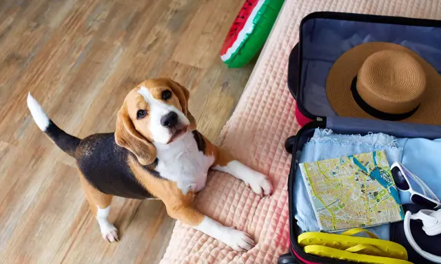 Beagle leży obok otwartej walizki, gotowy na wyjazd z psem. W walizce mapa, kapelusz i klapki.