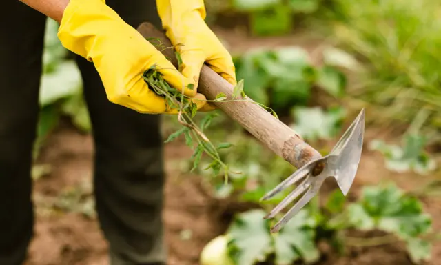 Mains gantées de jaune arrachant des mauvaises herbes du jardin avec une houe.