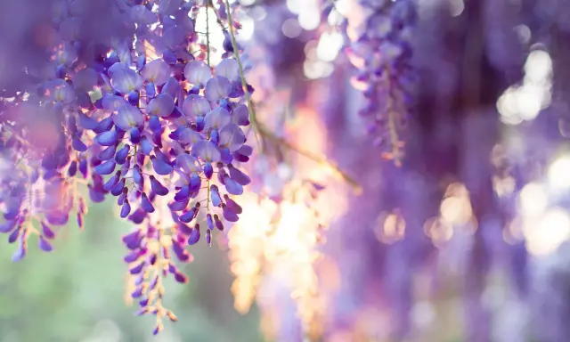 Hängande klasar av lila blåregn mot en mjukt suddig bakgrund. Solen lyser igenom blommorna och skapar en drömsk, nästan magisk atmosfär.